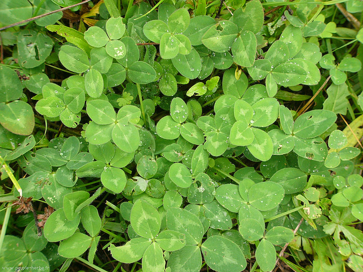 Photo Trèfle des prés (Trifolium pratense)