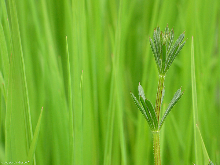 Photo macro Gaillet gratteron (Galium aparine)