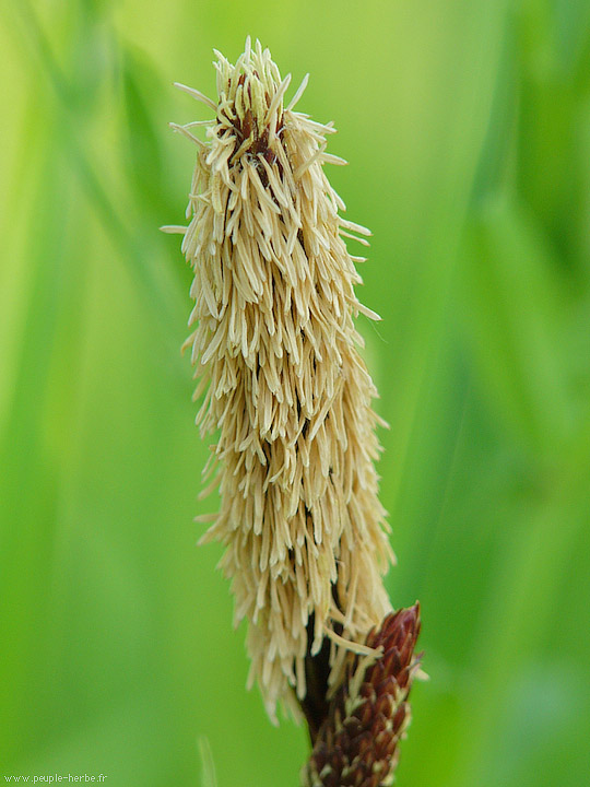 Photo macro Laîche glauque (Carex flacca)