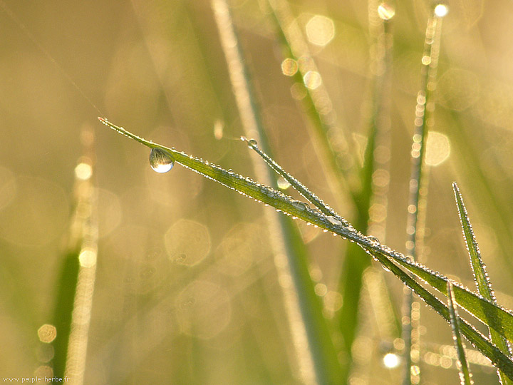 Photo macro Herbe