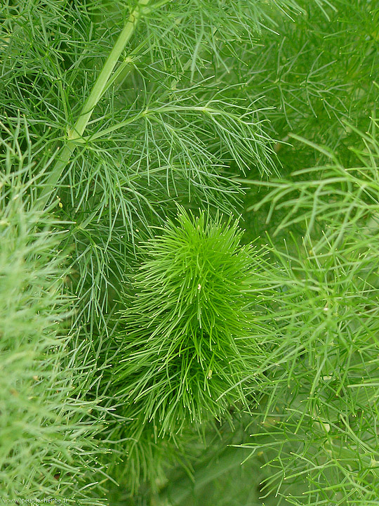 Photo Fenouil Sauvage (Foeniculum vulgare)