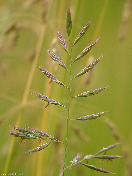 Photo macro Graminée