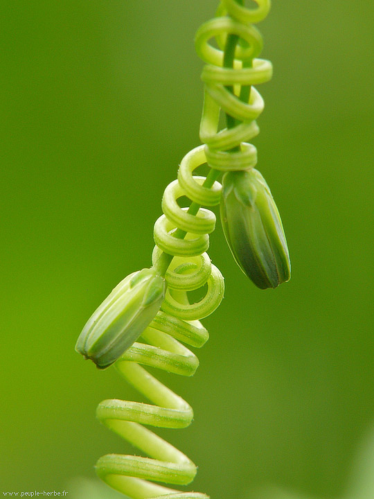 Photo macro Plante