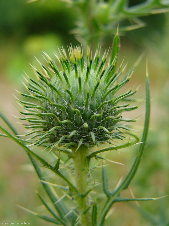 Photo macro Chardon lancéolé (Cirsium vulgare)