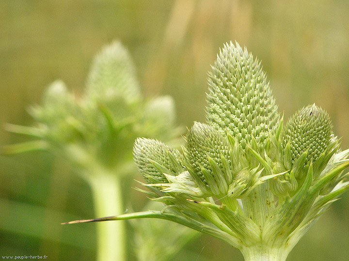 Photo macro Plante