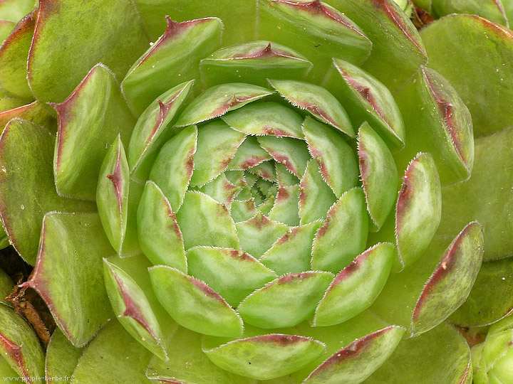 Photo macro Joubarde (Sempervivum sp.)