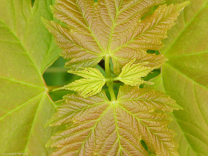 Photo macro Erable (Acer sp.)