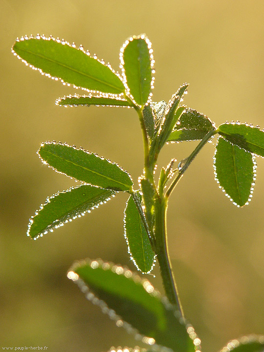 Photo macro Plante