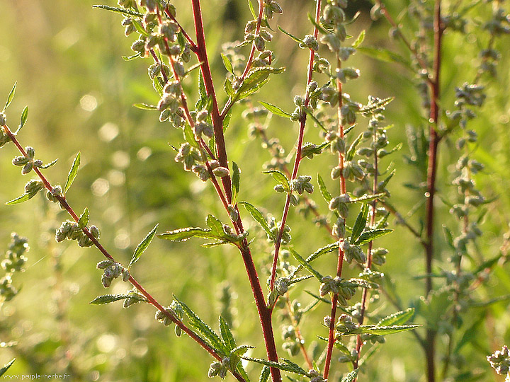 Photo macro Plante