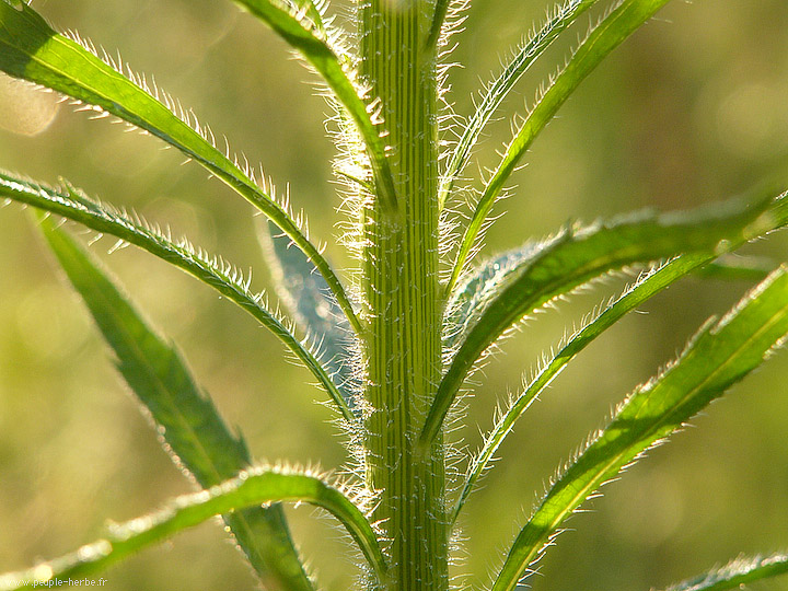 Photo macro Plante