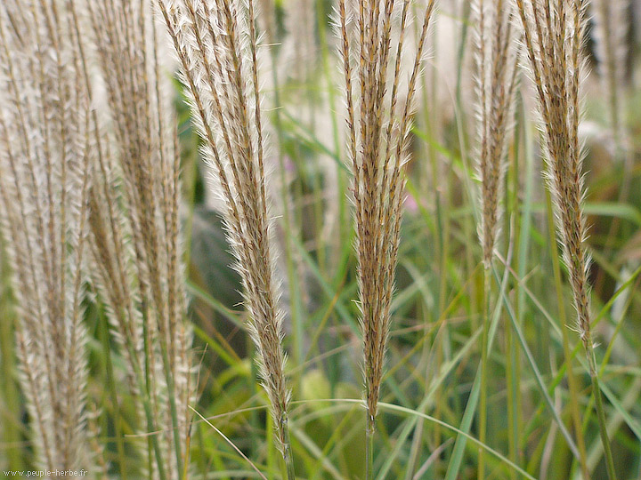 Photo macro fleur Miscanthus 'Silberfeder' (Miscanthus sinensis 'Silberfeder')