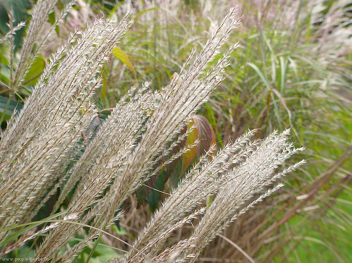 Photo macro fleur Miscanthus 'Silberfeder' (Miscanthus sinensis 'Silberfeder')