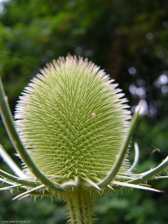 Photo macro Cardère sauvage (Dipsacus fullonum)