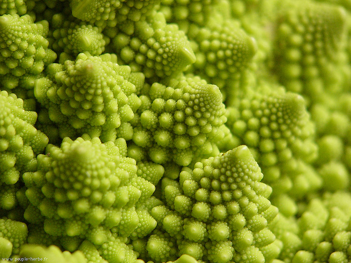 Photo macro Chou romanesco (Brassica oleracea var. botrytis)