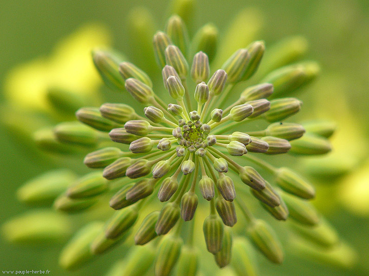 Photo macro Fleur de chou (Brassica oleracea)