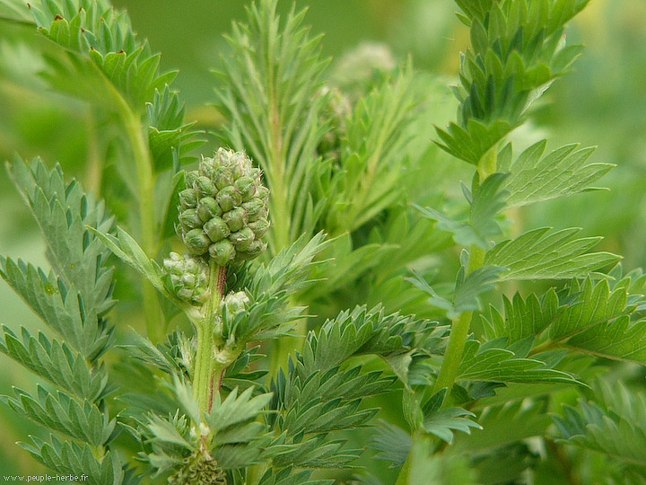 Photo Pimprenelle (Sanguisorba minor)