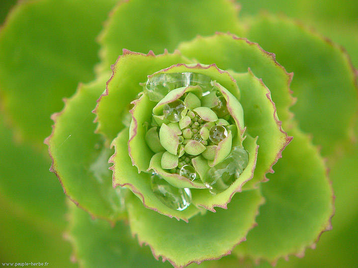 Photo macro Plante