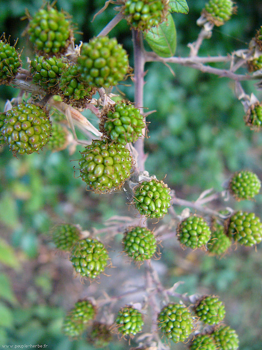 Photo macro fruit Mûrier sauvage (Rubus fruticosus)