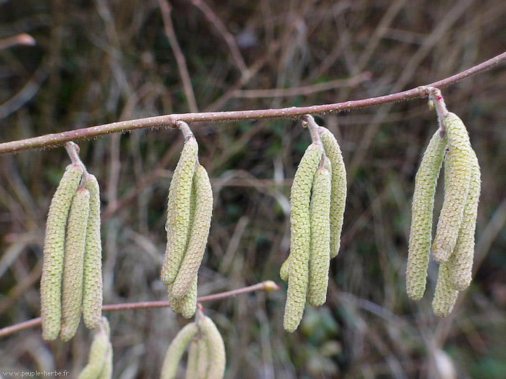 Photo macro Noisetier commun (Corylus avellana)