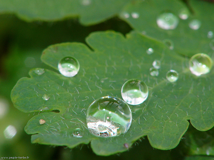 Photo macro feuille Grande chélidoine (Chelidonium majus)