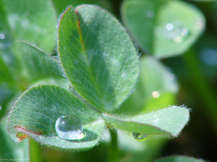 Photo macro Trèfle des prés (Trifolium pratense)