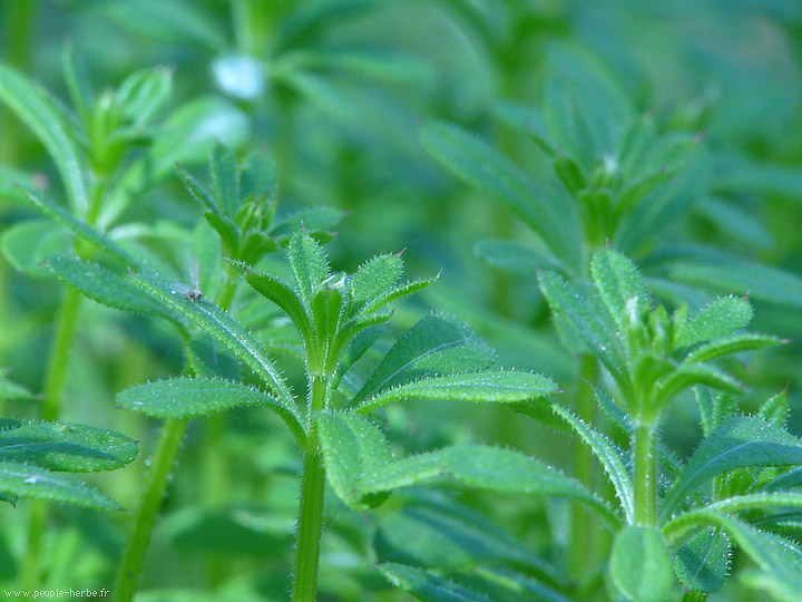 Photo macro Gaillet gratteron (Galium aparine)