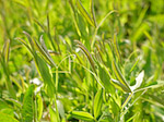 Gesse des prés - Lathyrus pratensis - Macrophotographie