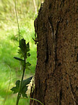 Bryone dioïque - Bryonia dioica - Macrophotographie