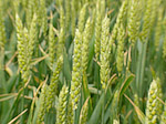 Blé tendre - Triticum æstivum - Macrophotographie