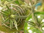 Tomate - Solanum lycopersicum esculentum - Macrophotographie