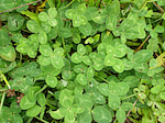 Trèfle des prés - Trifolium pratense - Macrophotographie