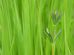 Gaillet gratteron - Galium aparine - Macrophotographie