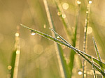 Herbe - Macrophotographie