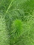 Fenouil Sauvage - Foeniculum vulgare - Macrophotographie