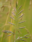 Graminée - Macrophotographie