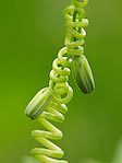 Plante - Macrophotographie