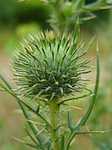 Chardon lancéolé - Cirsium vulgare - Macrophotographie