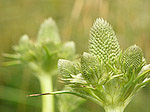 Plante - Macrophotographie