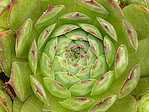 Joubarde - Sempervivum sp. - Macrophotographie