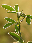 Plante - Macrophotographie