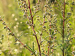 Plante - Macrophotographie