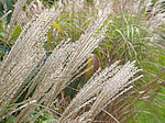 Miscanthus 'Silberfeder' - Miscanthus sinensis 'Silberfeder' - Macrophotographie