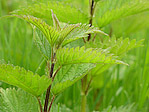 Grande ortie - Urtica dioica - Macrophotographie