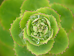 Plante - Macrophotographie