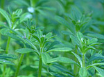 Gaillet gratteron - Galium aparine - Macrophotographie